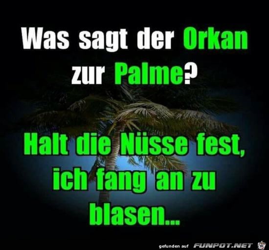 was sagt der Orkan zur Palme?......