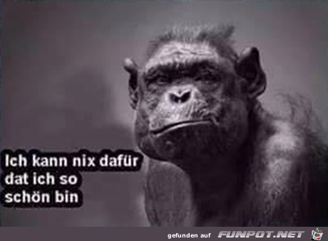 Ich kann nix dafr