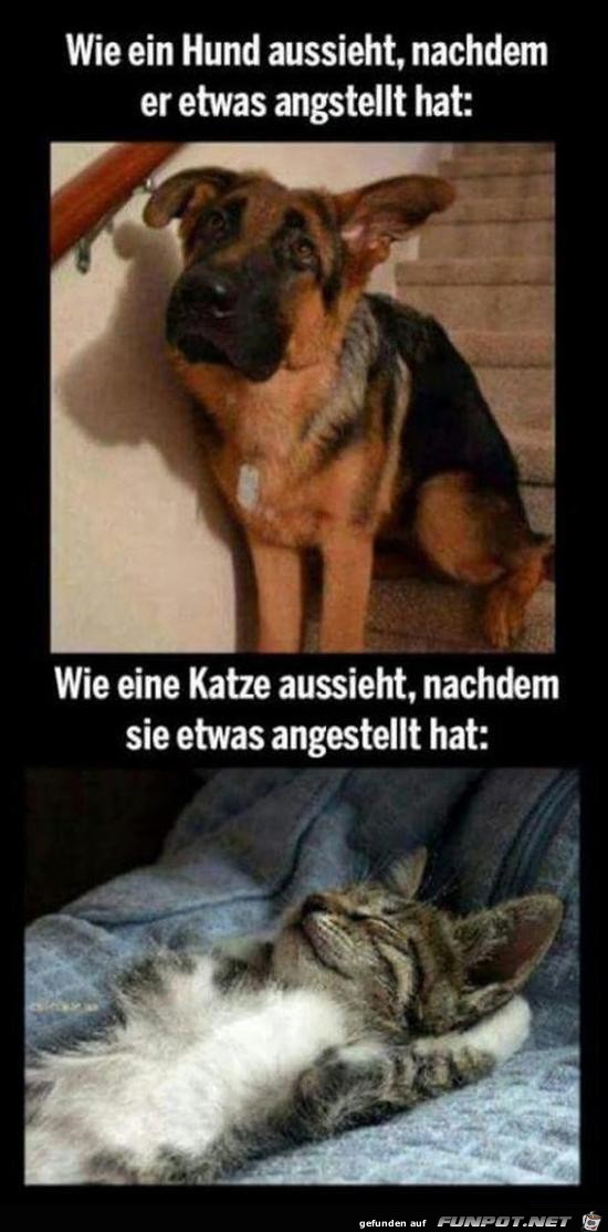 Hund und Katze im Vergleich