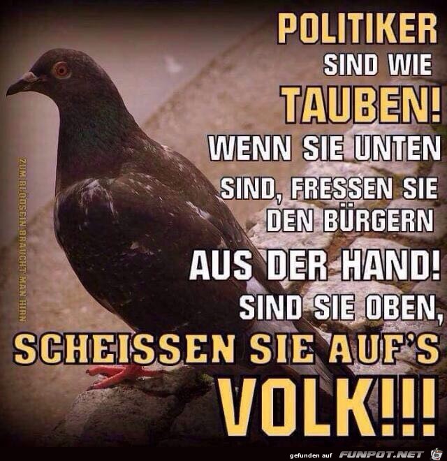 Politiker sind wie Tauben Politiker sind wie Tauben