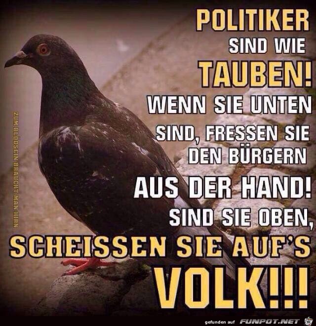 Politiker sind wie Tauben