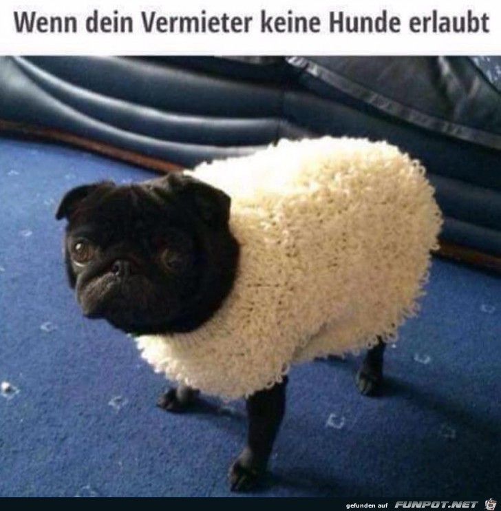 Keine Hunde erlaubt