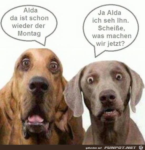 Da ist schon wieder der Montag Da ist schon wieder der Montag