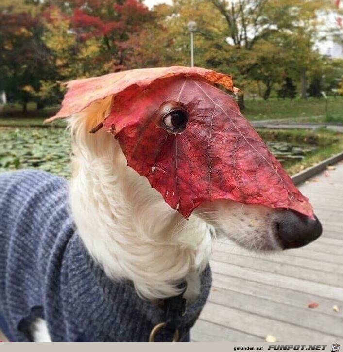 Herbstlich