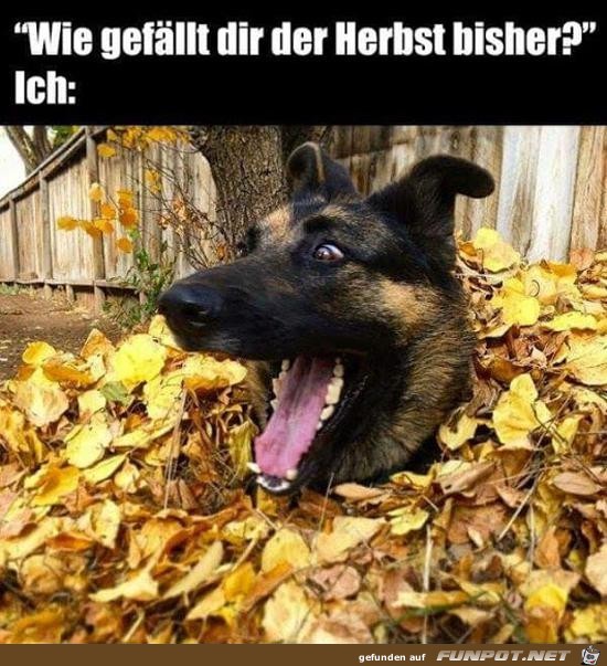 der Herbst