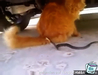 Furchtlose Katze Furchtlose Katze