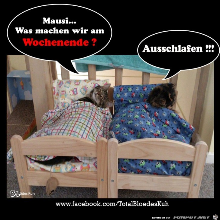 Mausi was machen wir Mausi was machen wir