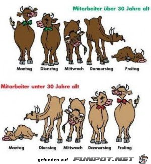 Mitarbeiter Mitarbeiter