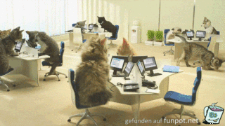 Katzen-Callcenter Katzen-Callcenter
