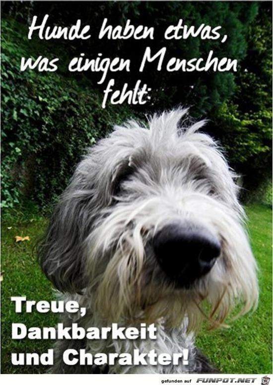 Hunde haben etwas, was einigen Menschen fehlt........ Hunde haben etwas, was einigen Menschen fehlt........