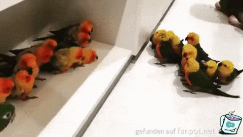 Wer sind die denn Wer sind die denn