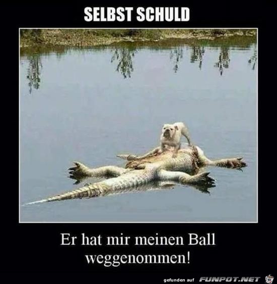 Selber schuld