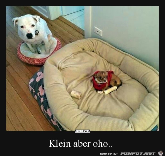 Klein aber oho Klein aber oho