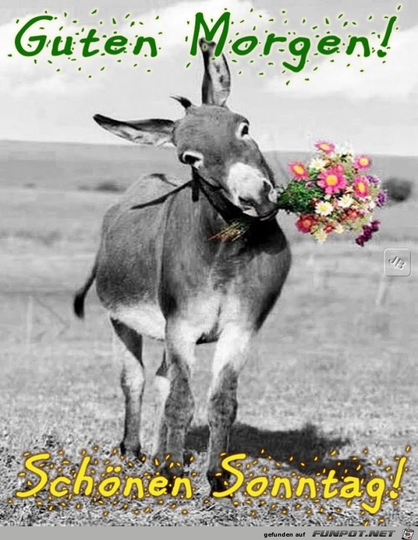 Sonntag Sonntag