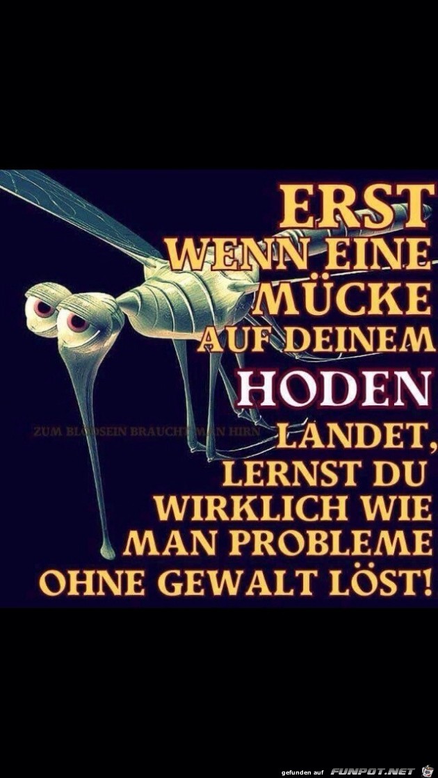 Mücken Mücken