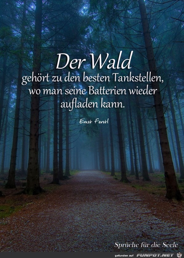 Der Wald