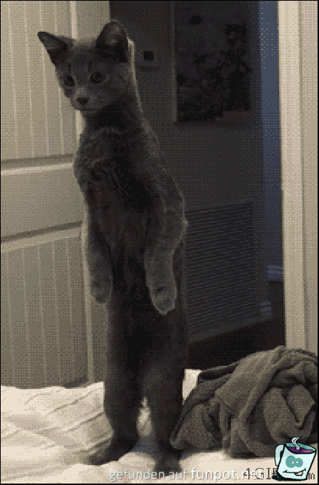 schwarze Katze schwarze Katze