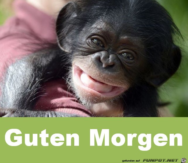 Guten Morgen Guten Morgen