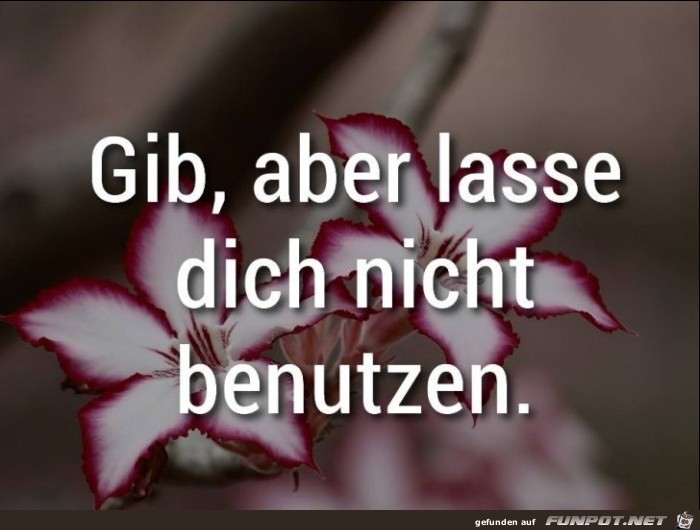 Gib aber