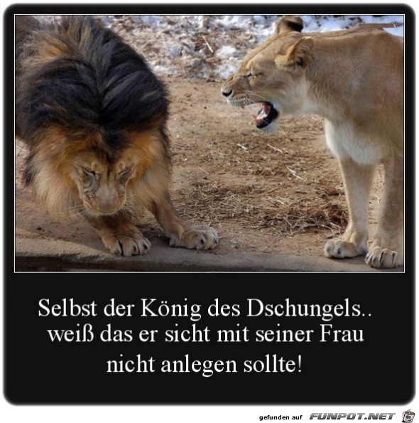 König des Dschungels König des Dschungels