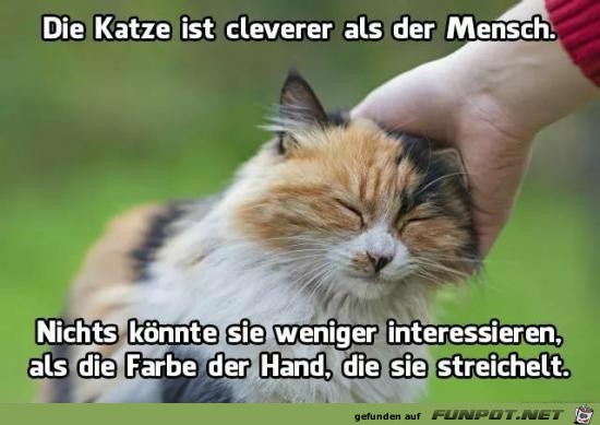 Clevere Katze