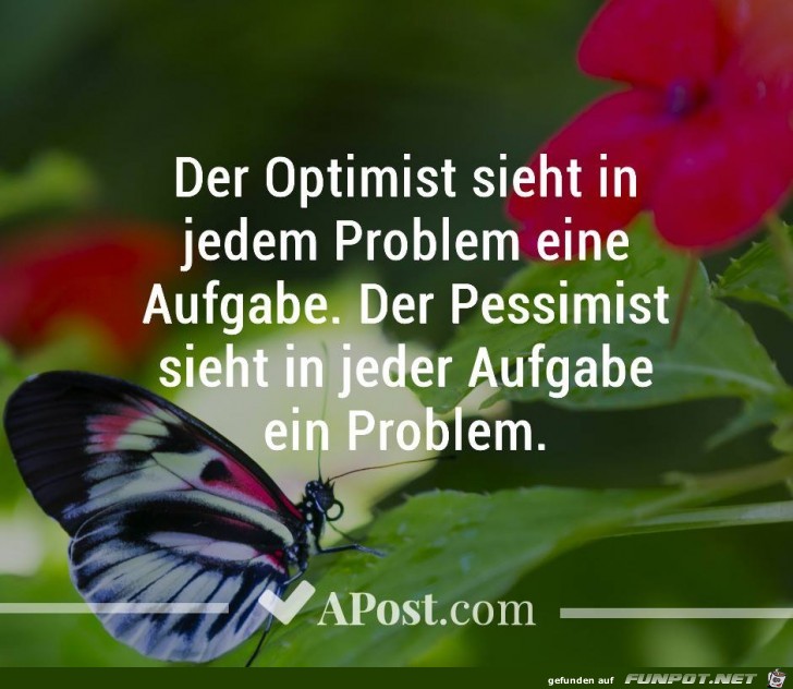 Der Optimist