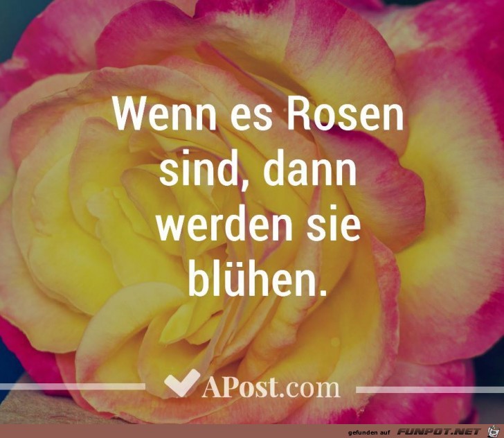 Wenn es Rosen sind