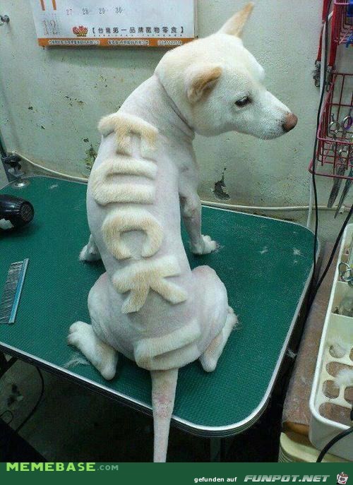Neue Hundemode Neue Hundemode