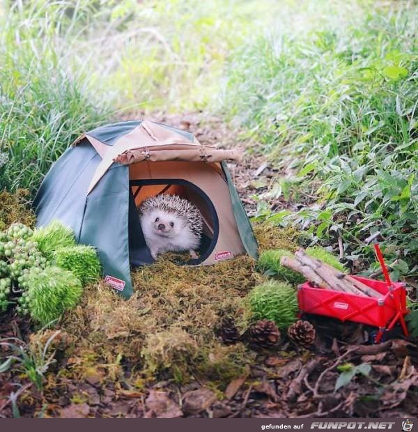 Igel-Camping Igel-Camping