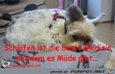 Schlafen ist die beste Medizin seitdem es Müde gibt... Schlafen ist die beste Medizin seitdem es Müde gibt...