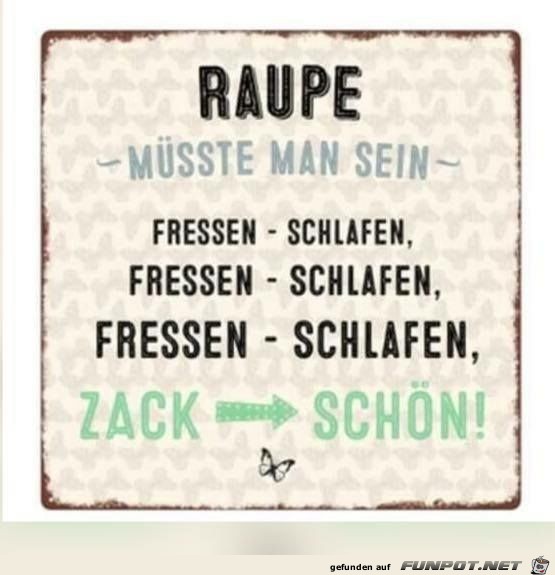 Raupe msste man sein