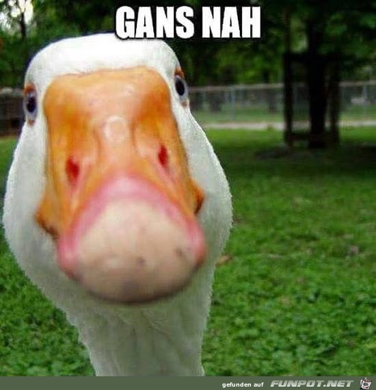 Gans nah Gans nah
