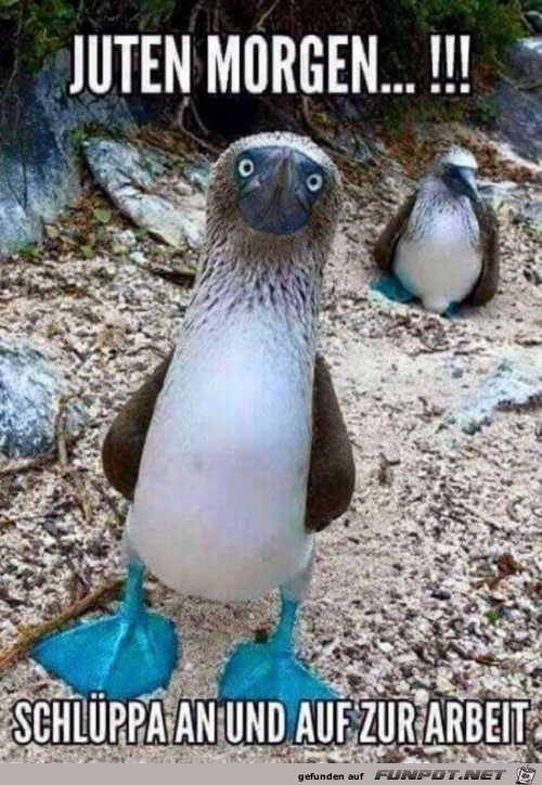 Guten Morgen Guten Morgen