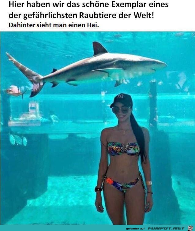 Gefährliches Raubtier Gefährliches Raubtier