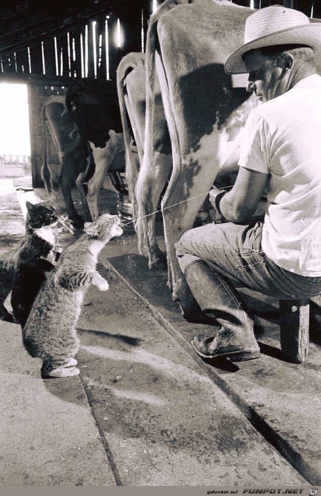 Schmeckt diese Milch gut Schmeckt diese Milch gut
