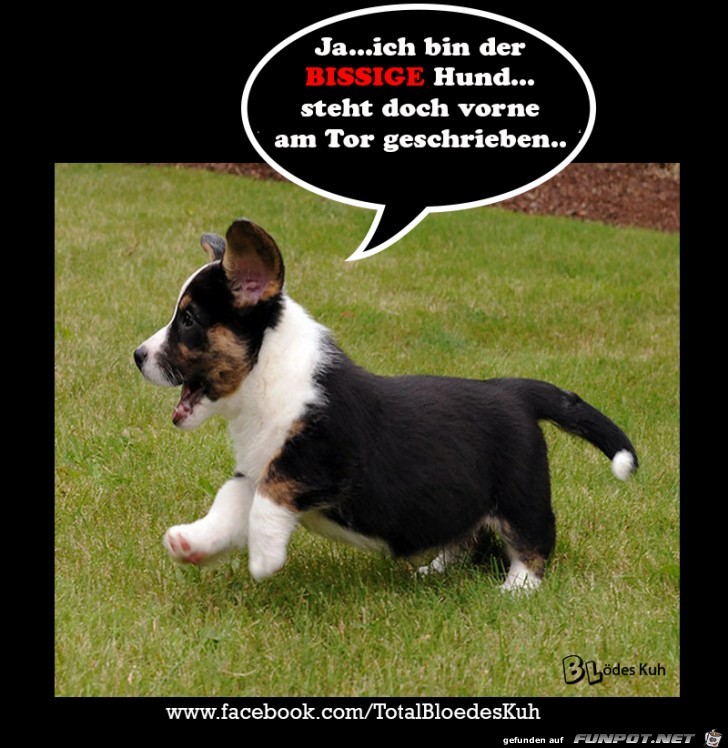 Bin der bissige Hund