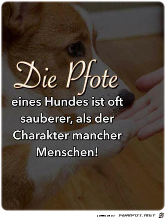 Die Pfote Die Pfote