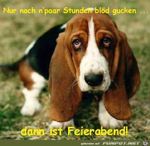 Ein paar Stunden bloed gucken Ein paar Stunden bloed gucken