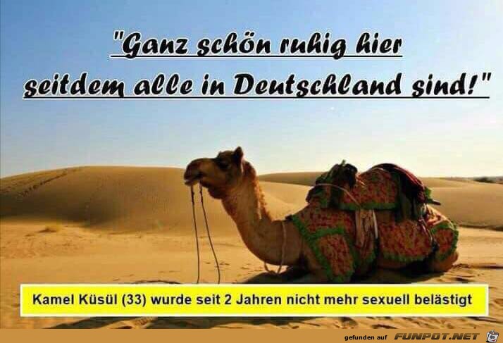 Kamel Kuesuel Kamel Kuesuel