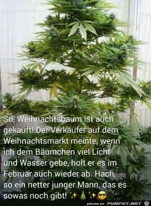 Weihnachtsbaum ist auch gekauft........