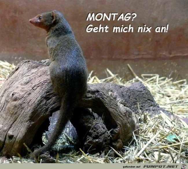 Montag