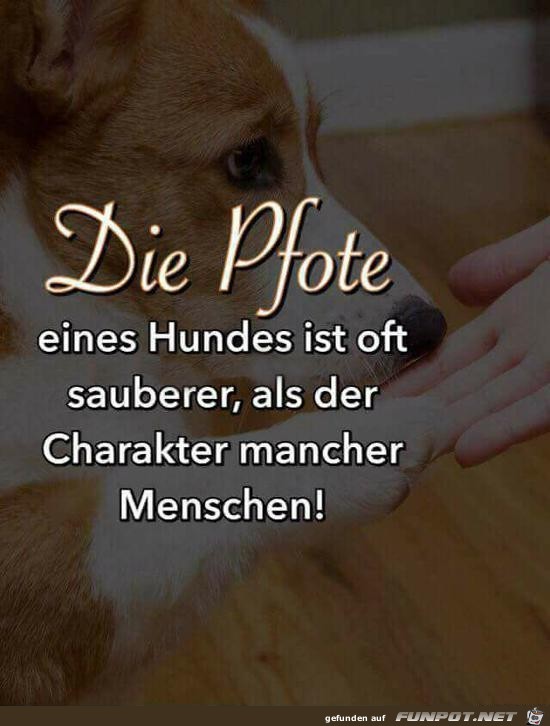 die Pfote eines Hundes ist oft......