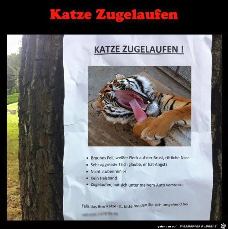 Katze zugelaufen