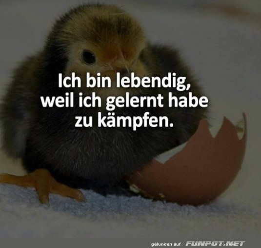 Bin lebendig Bin lebendig