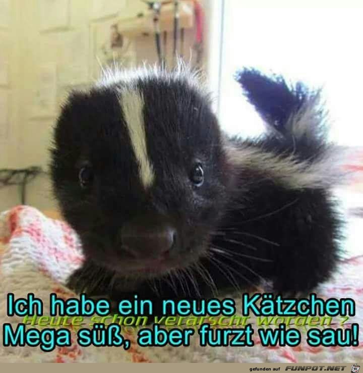 Tolles Kätzchen Tolles Kätzchen