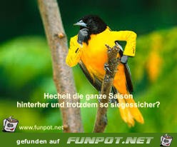 Hechelt die ganze Saison hinterher und trotzdem so siegessic