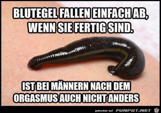 Blutegel Blutegel