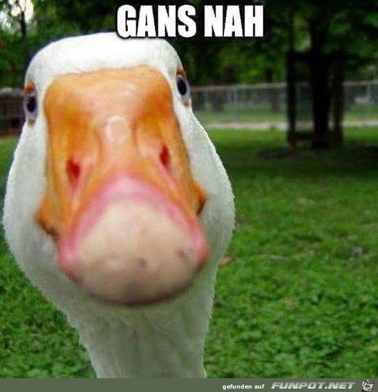 Gans nah Gans nah