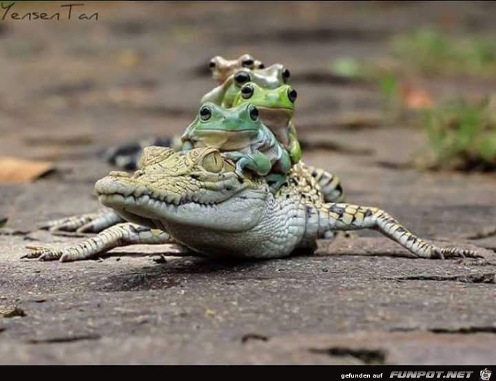 Froschtaxi Froschtaxi