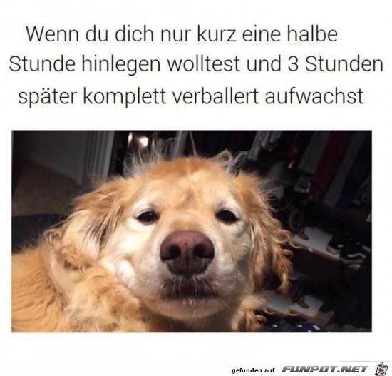 witzige Bilder aus verschiedenen Blogs